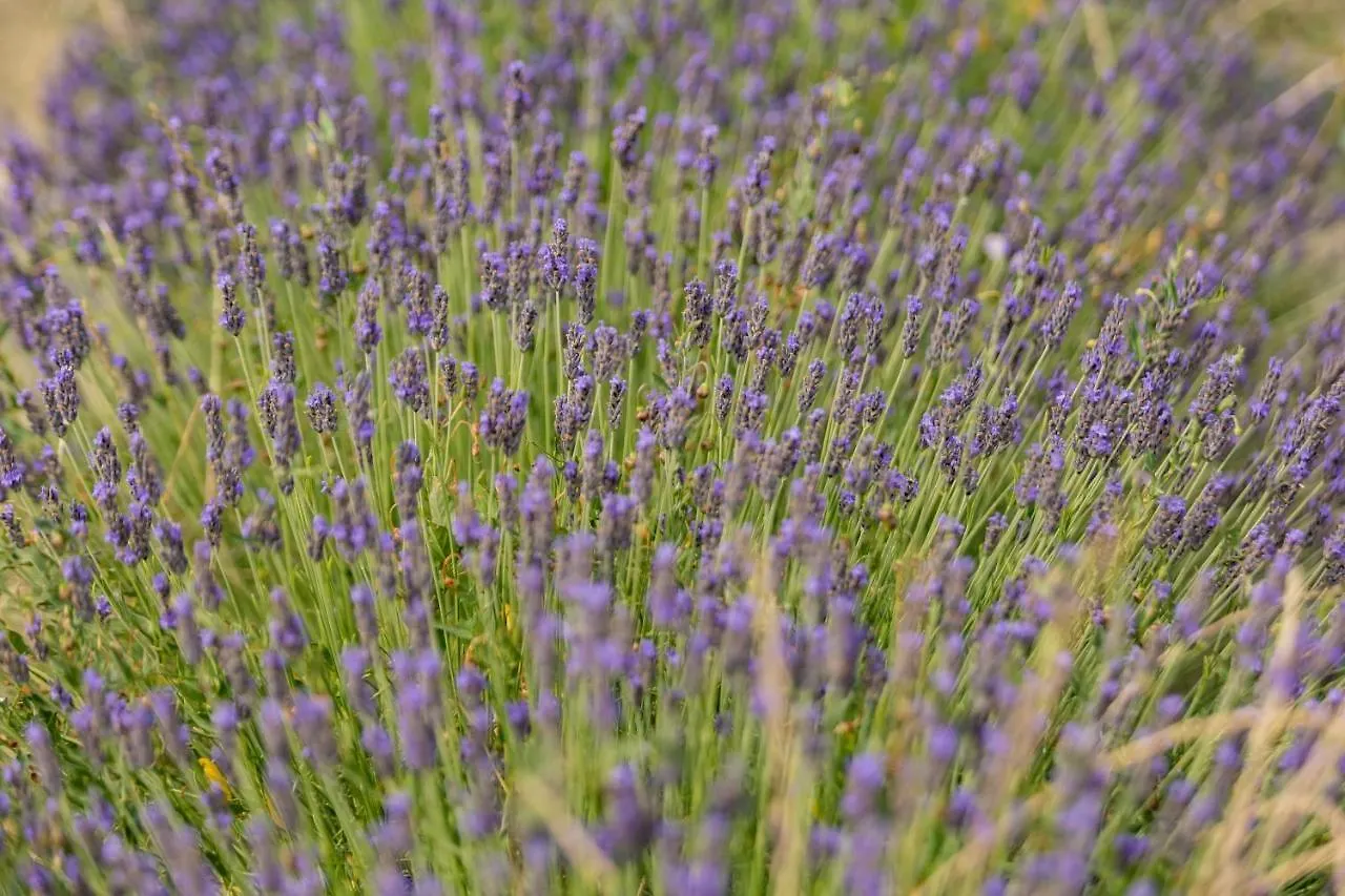 Agriturismo La Valle Della Lavanda - Podere Mezzastrada Fauglia